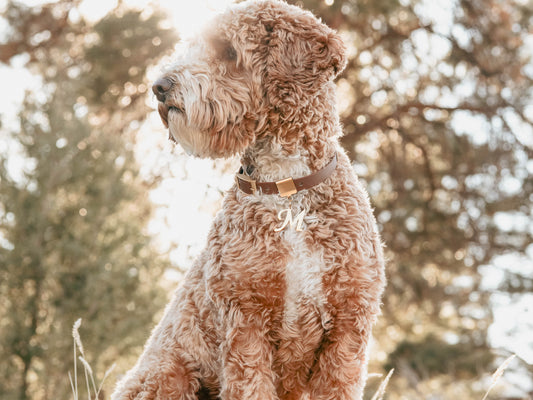 Lucky Tags weatherproof collar with cursive letter collar charm on Millie.