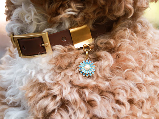 Flower Collar Charm on Lucky Tags weatherproof collar.