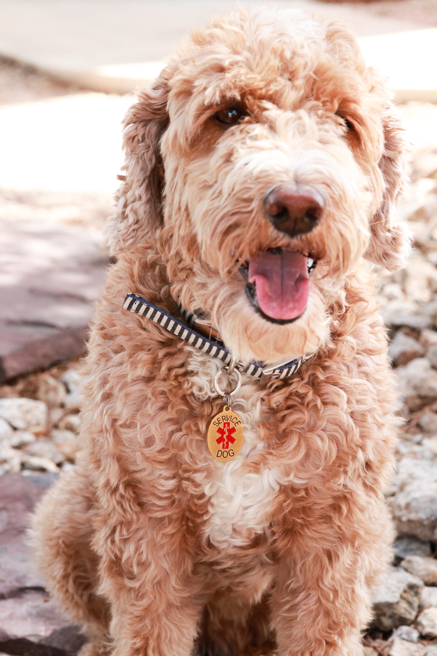 Service Dog ID Tag