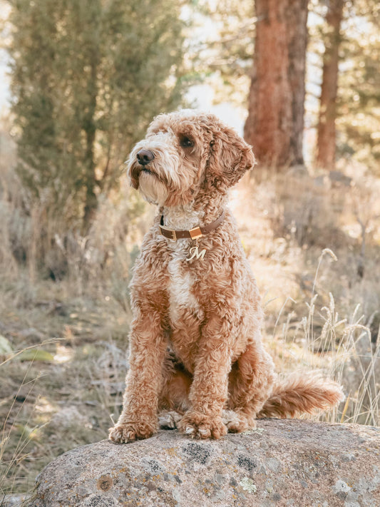 Brown Waterproof Collar