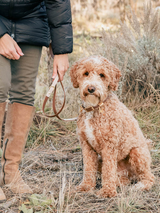 Brown Waterproof Leash