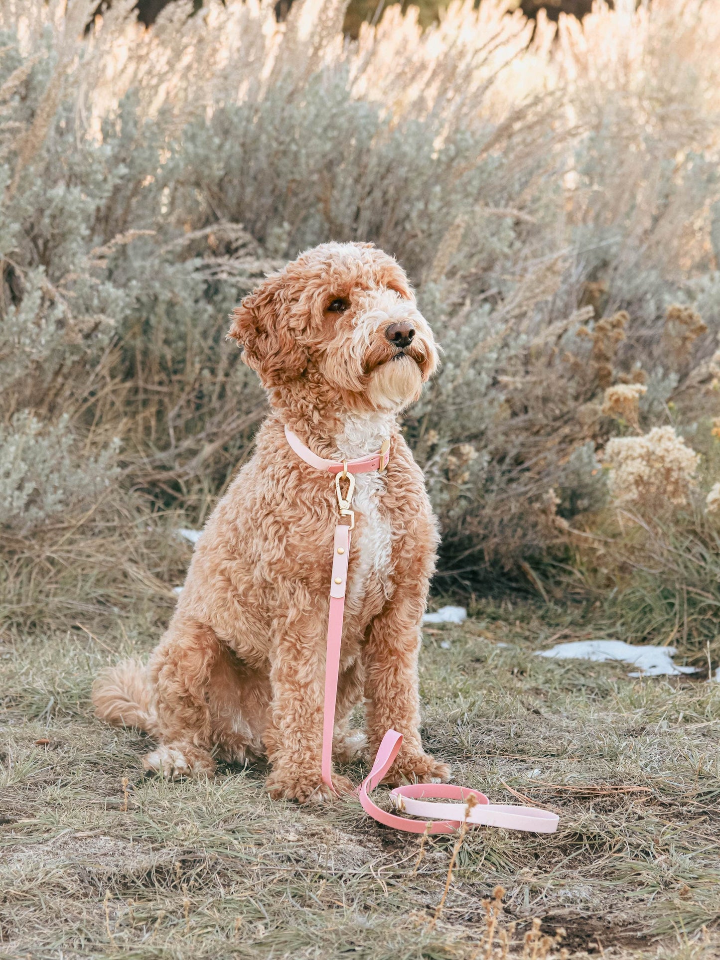 Pink Waterproof Collar