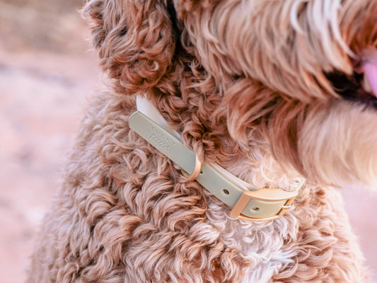 Sage Waterproof Collar