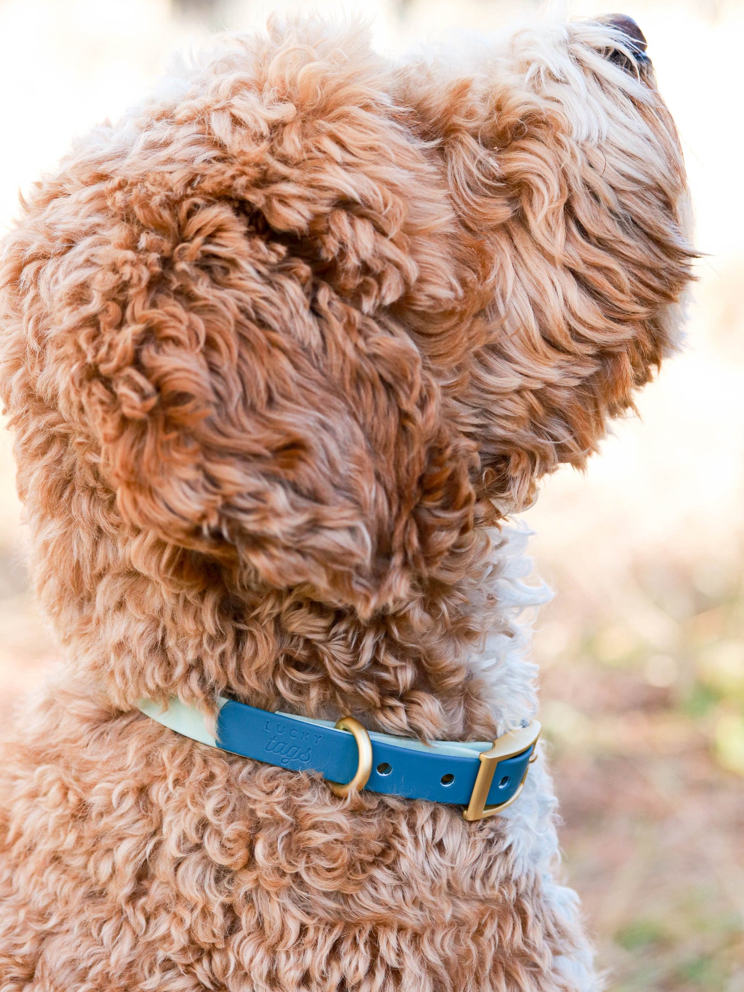 Teal Waterproof Collar