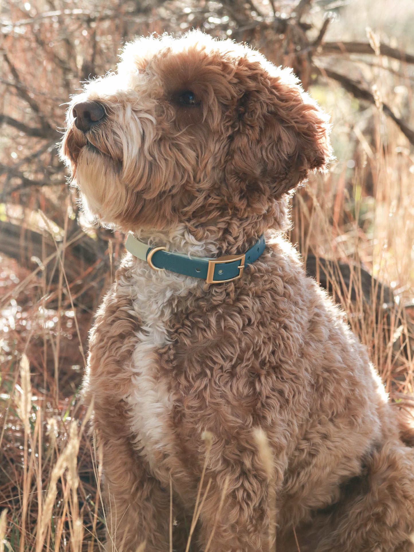 Teal Waterproof Collar