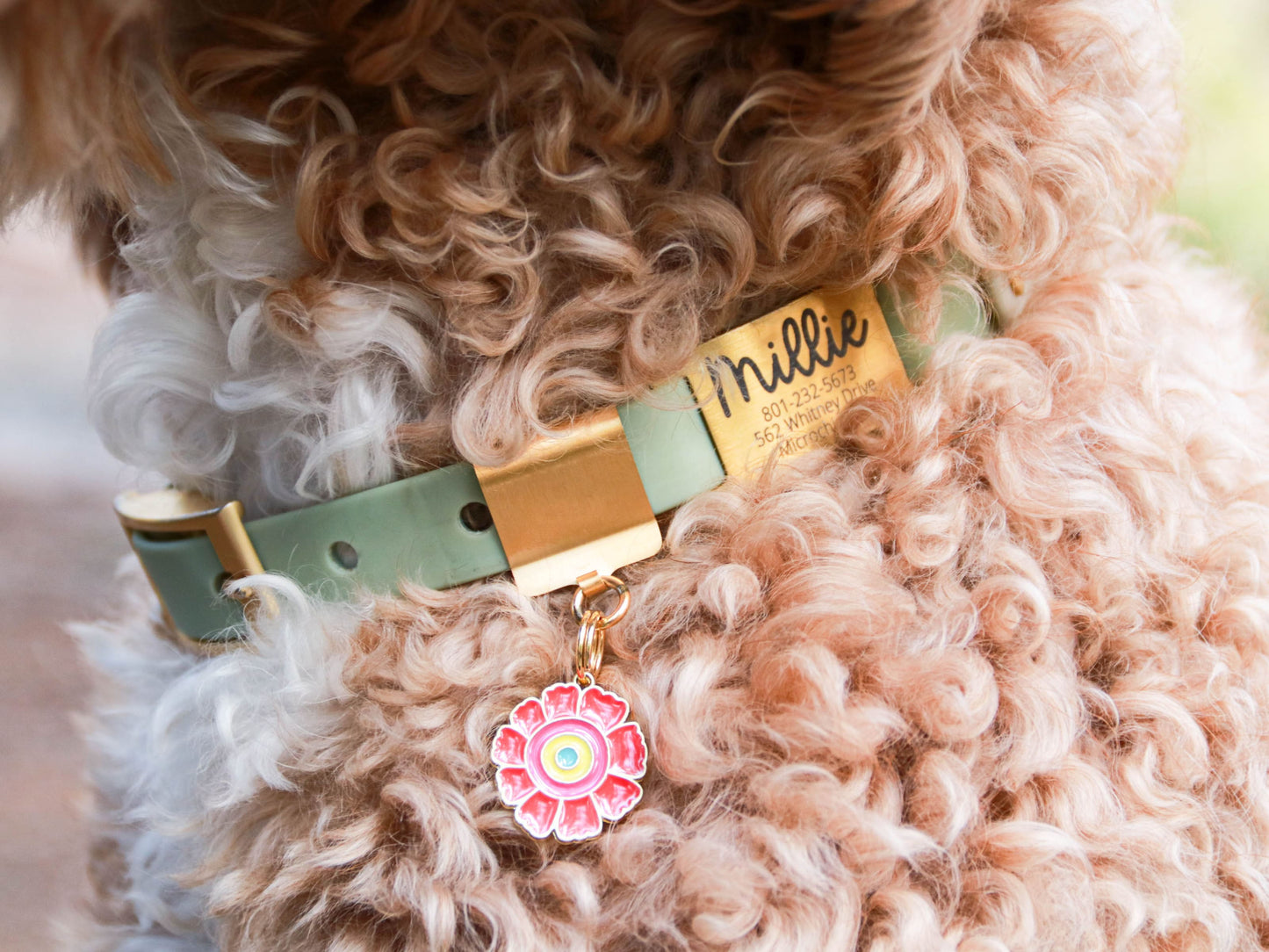 Lucky Tags weatherproof collar with personalized silent tag and flower charm.